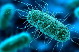 Recuento de colífagos somáticos en agua